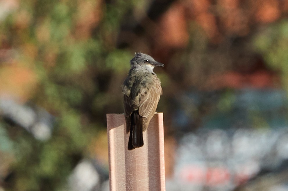 Cassin's Kingbird - ML641019496