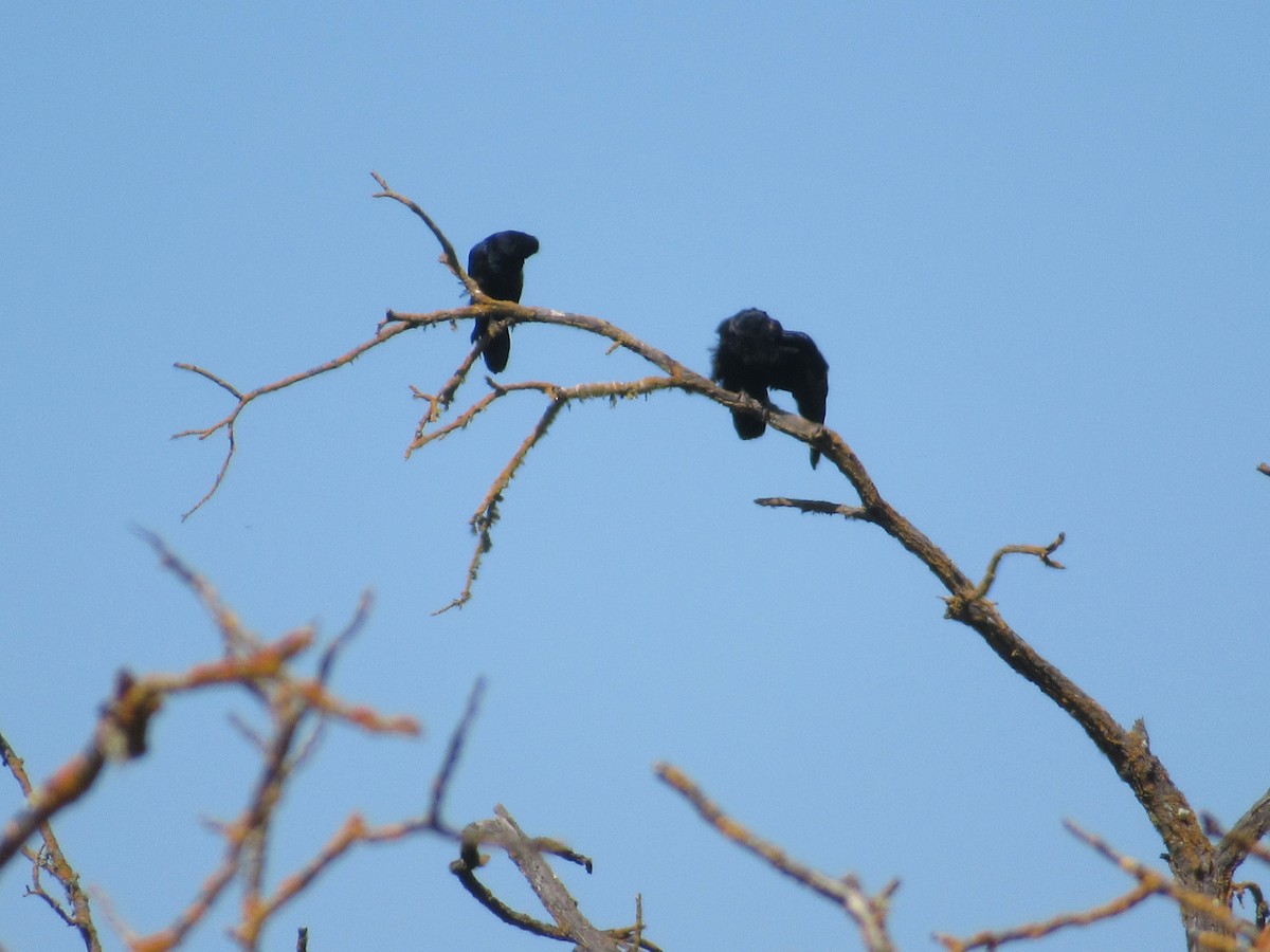 Grand Corbeau - ML641019497