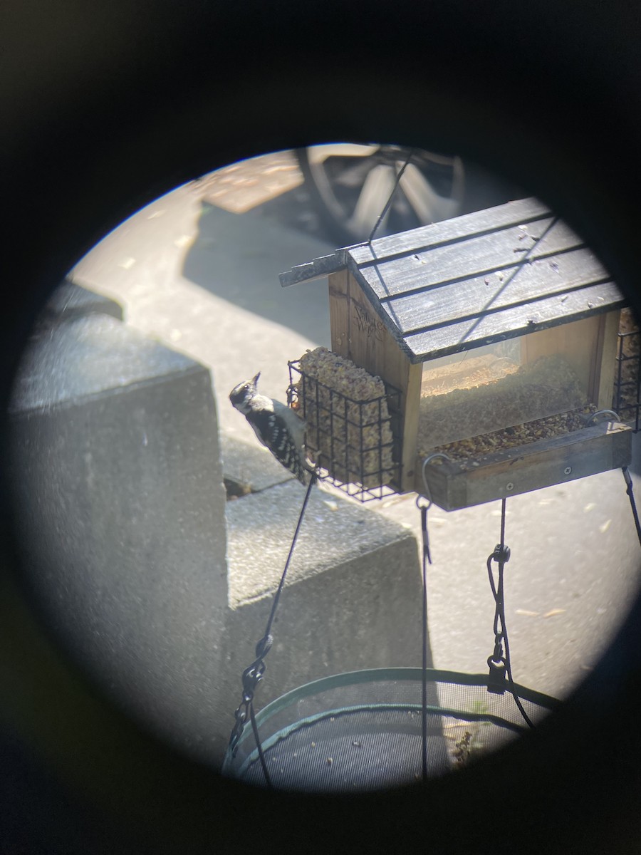 Downy Woodpecker - ML641019499