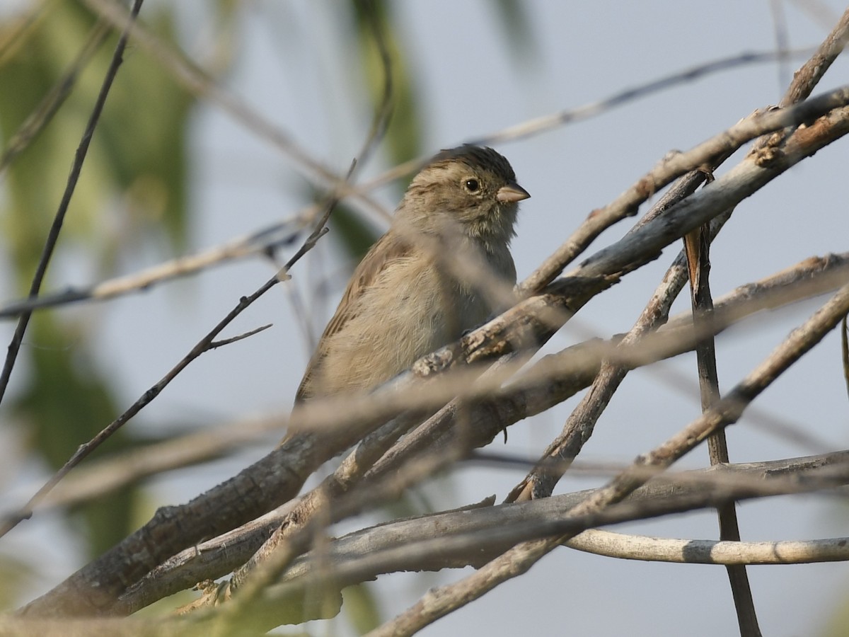 Brewer's Sparrow - ML641019505