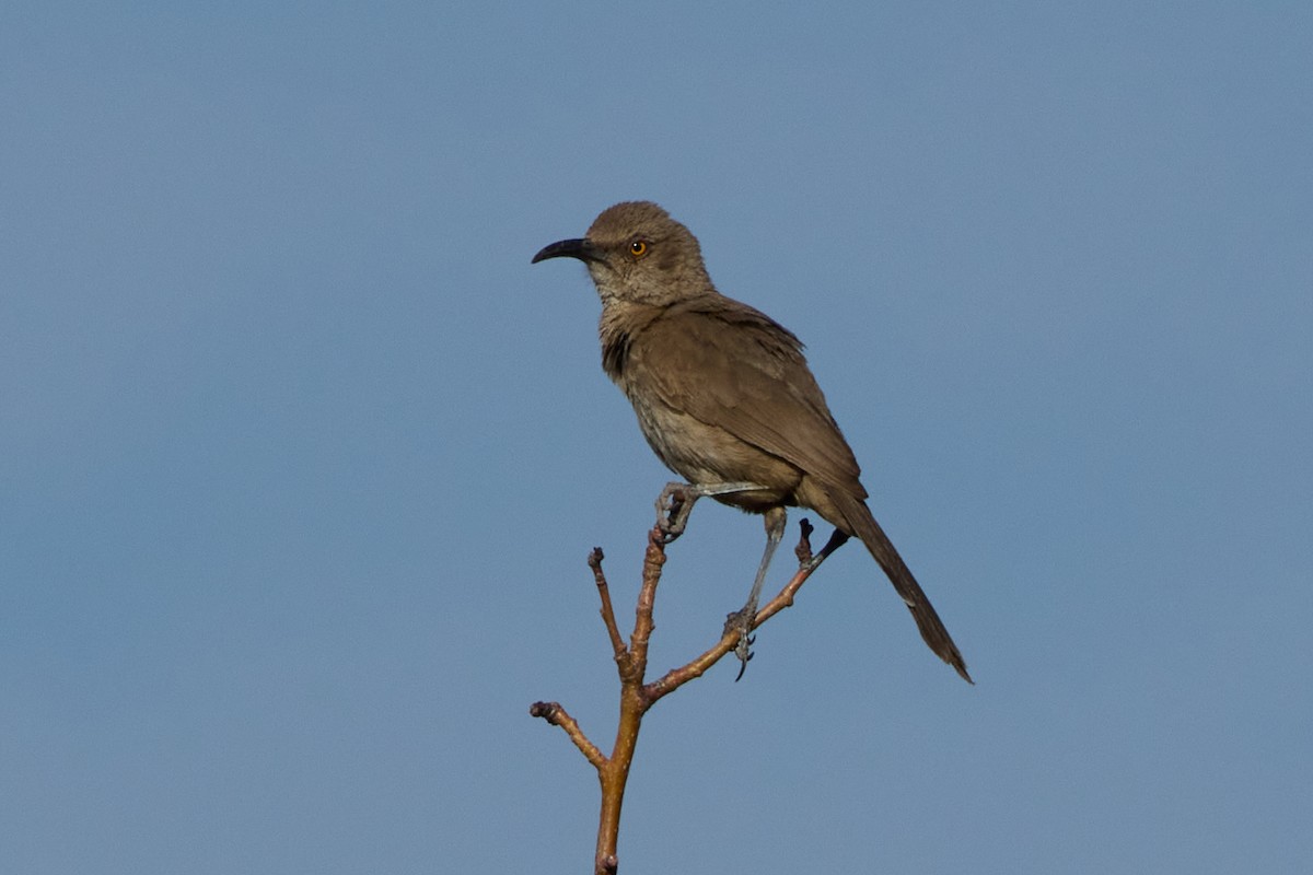 Curve-billed Thrasher - ML641019506