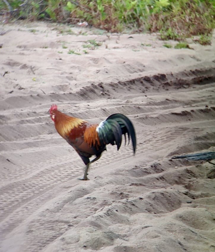 Red Junglefowl - ML641019509