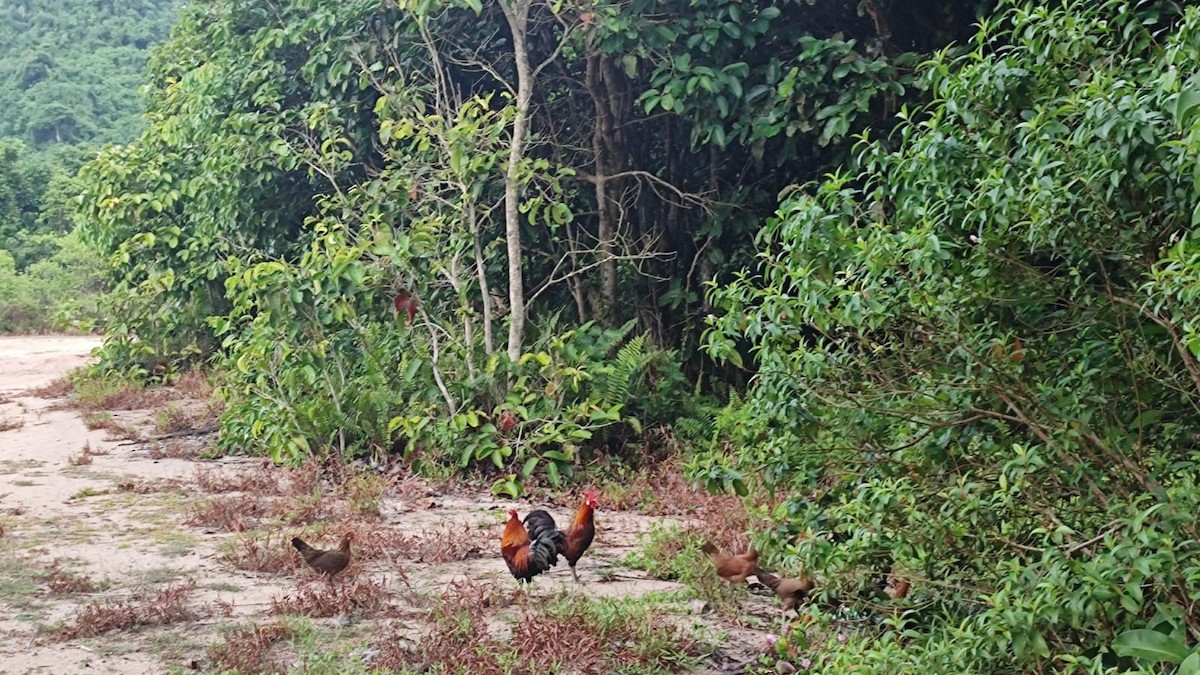 Red Junglefowl - ML641019510