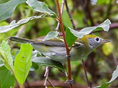 Chestnut-sided Warbler - ML641019512