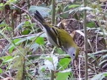 Chestnut-sided Warbler - ML641019513