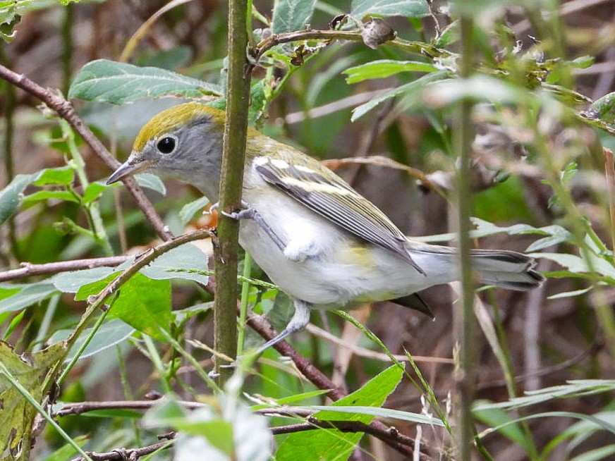 Chestnut-sided Warbler - ML641019514
