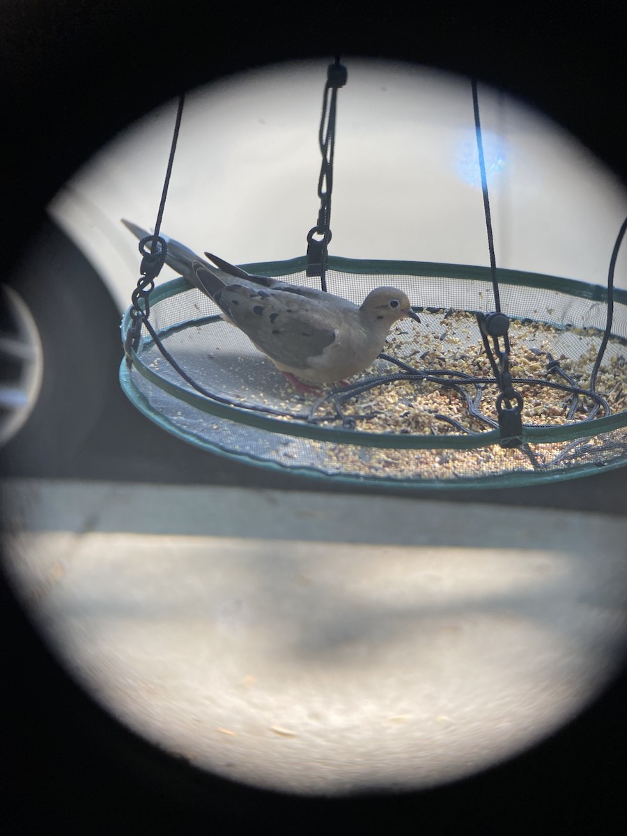 Mourning Dove - ML641019547