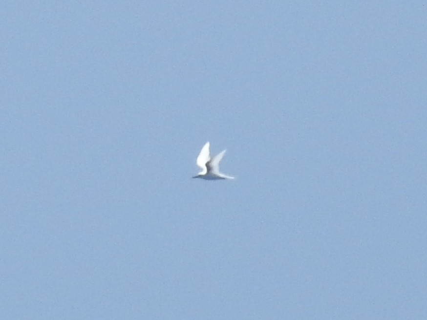 White Tern - ML641019551