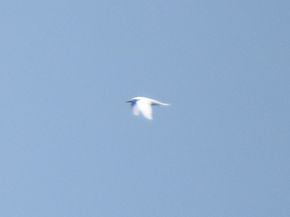 White Tern - ML641019552