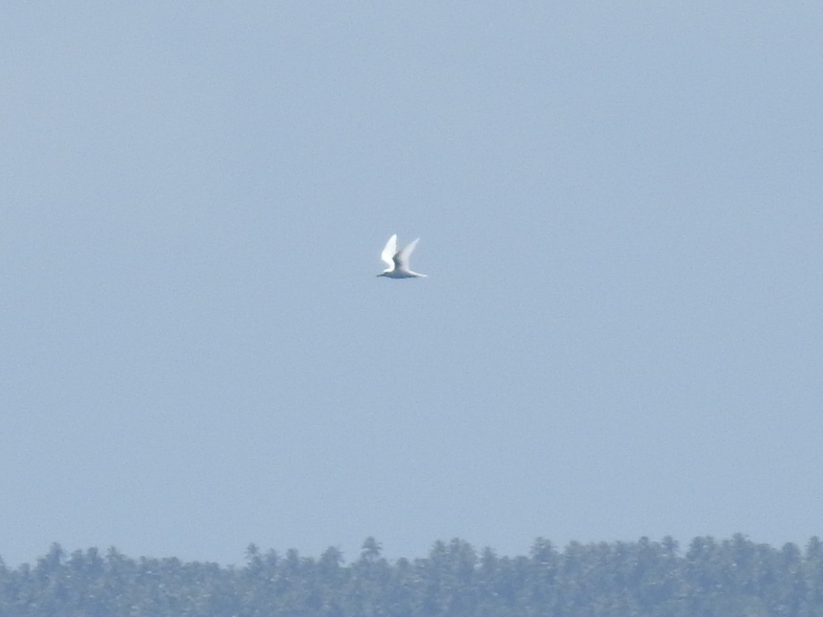 White Tern - ML641019553
