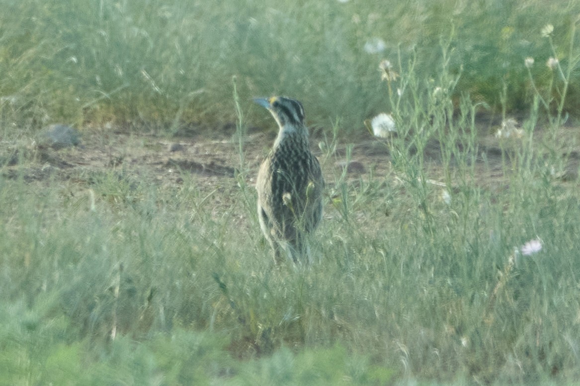 Chihuahuan Meadowlark - ML641019564
