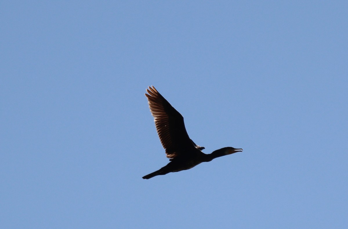 Great Cormorant - ML641019569