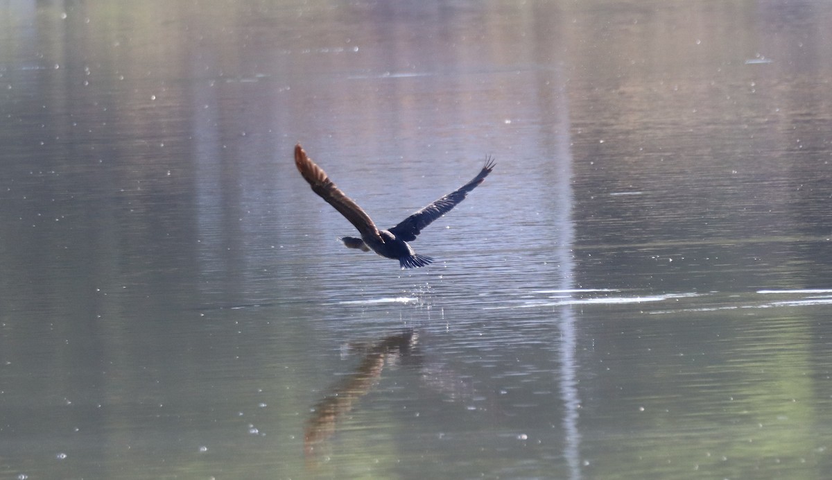 Great Cormorant - ML641019570