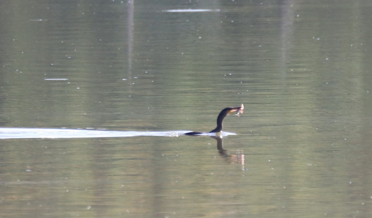 Great Cormorant - ML641019571
