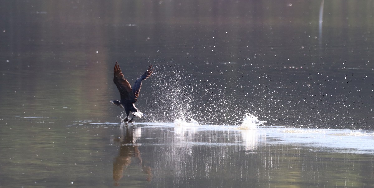 Great Cormorant - ML641019573