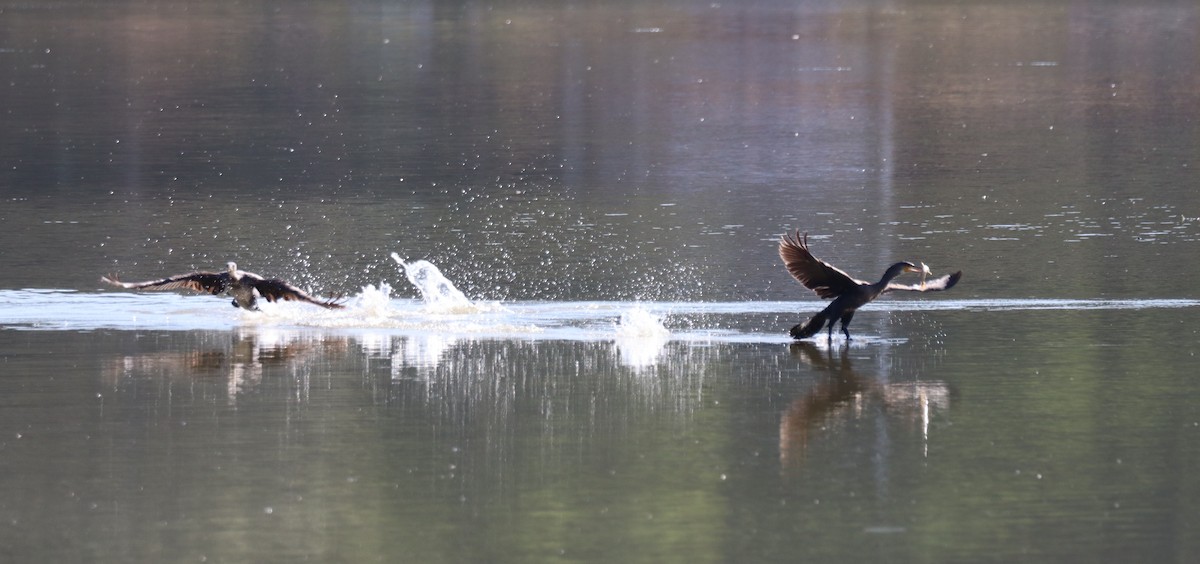 Great Cormorant - ML641019574