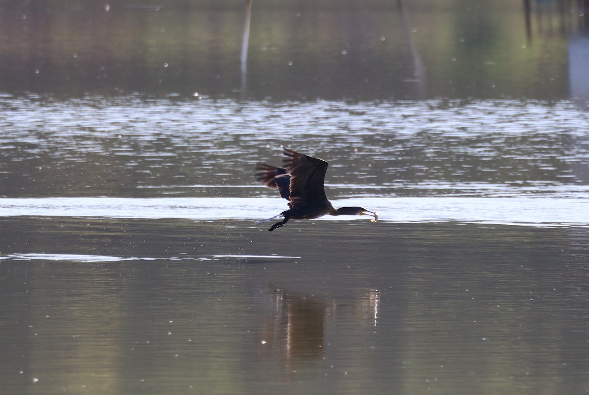 Great Cormorant - ML641019576