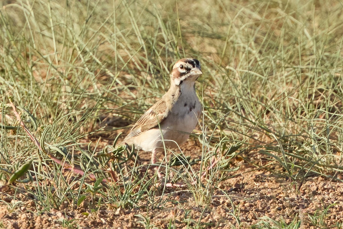 Lark Sparrow - ML641019578