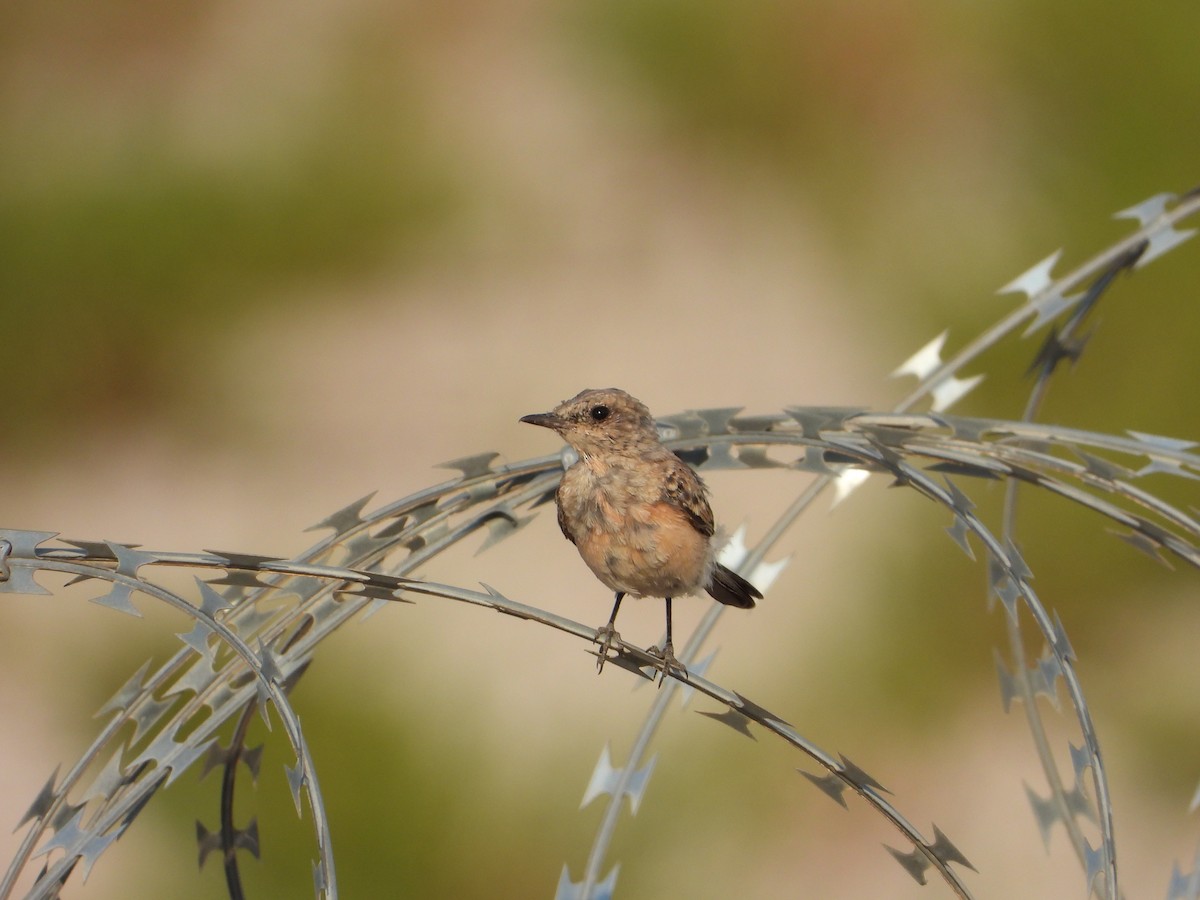 Eastern Black-eared Wheatear - ML641019634