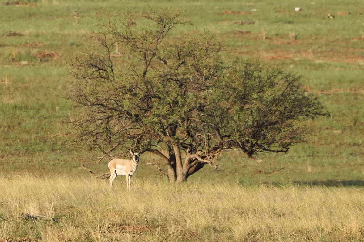 Pronghorn - ML641019636