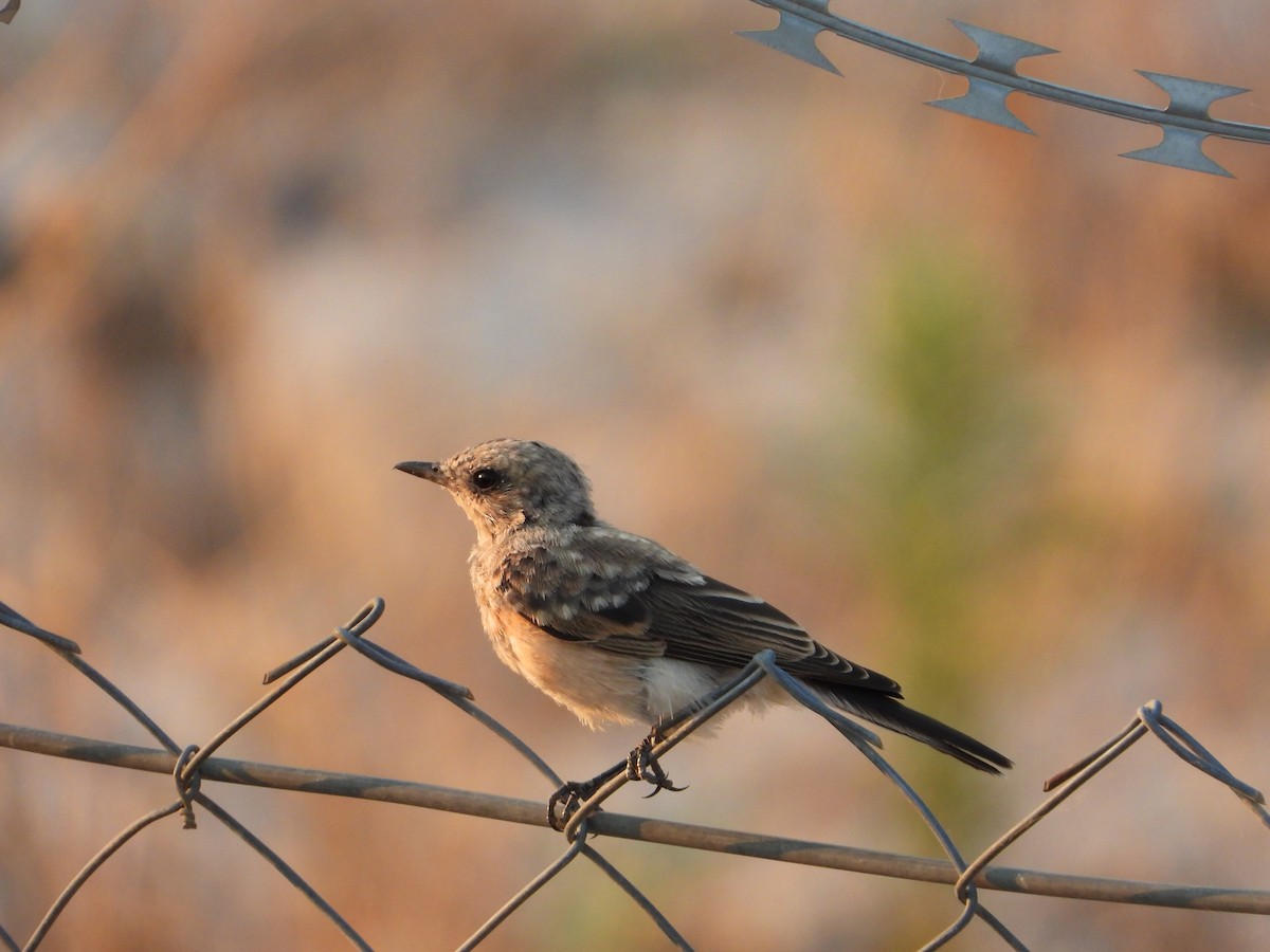 Eastern Black-eared Wheatear - ML641019644