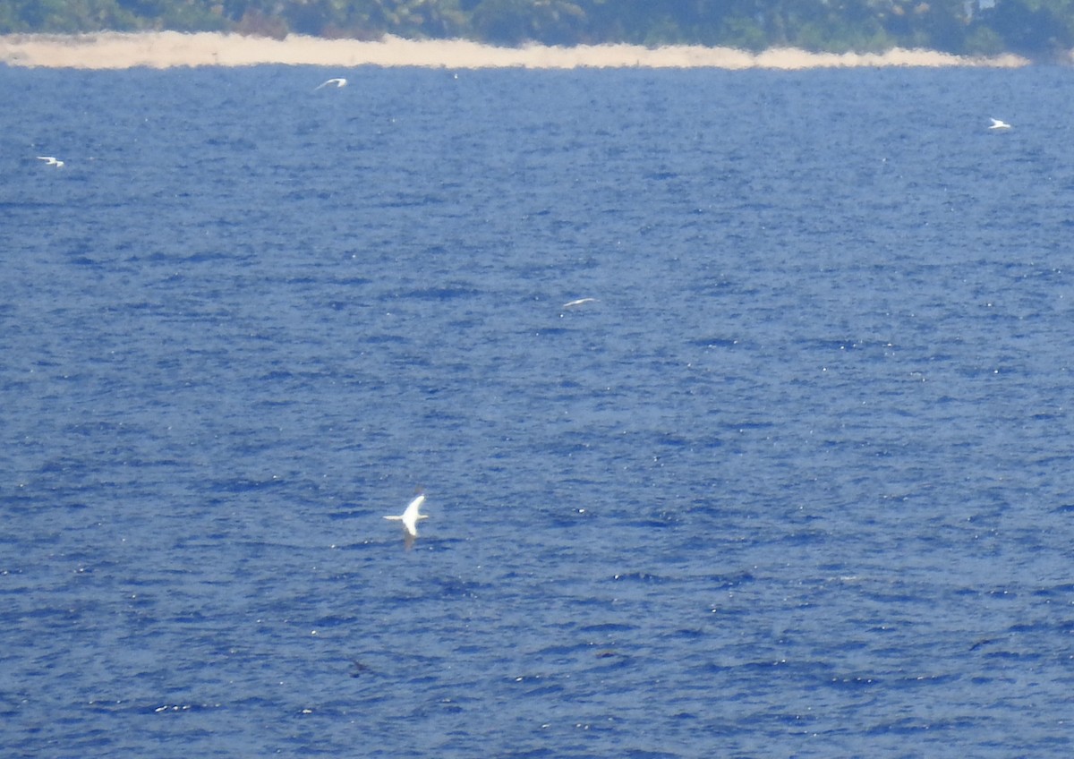 Red-footed Booby - ML641019649