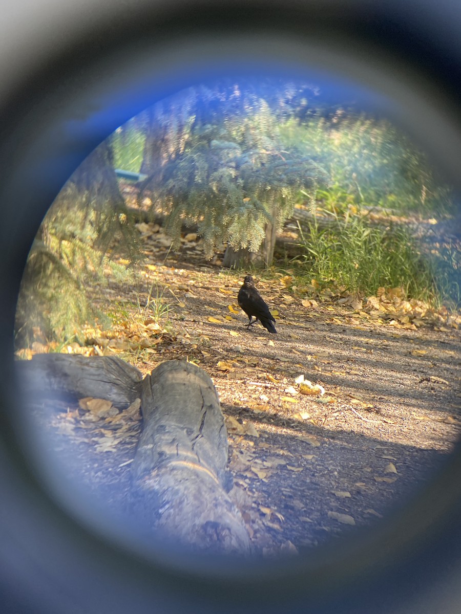 American Crow - ML641019660