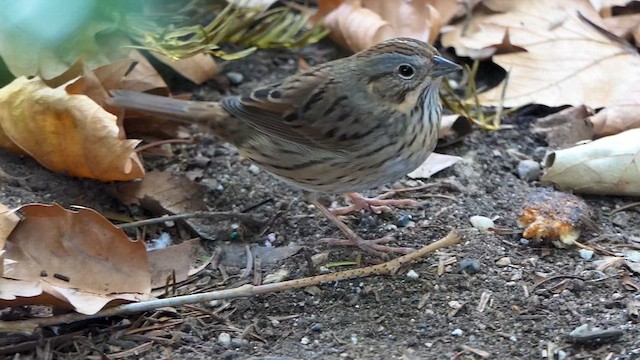 Lincoln's Sparrow - ML641019683