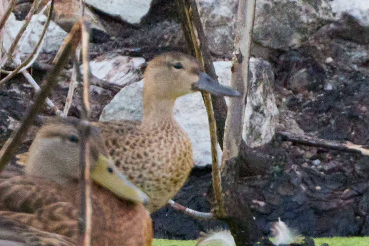 Cinnamon Teal - ML641019700