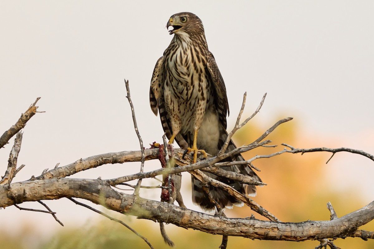 Cooper's Hawk - ML641019705