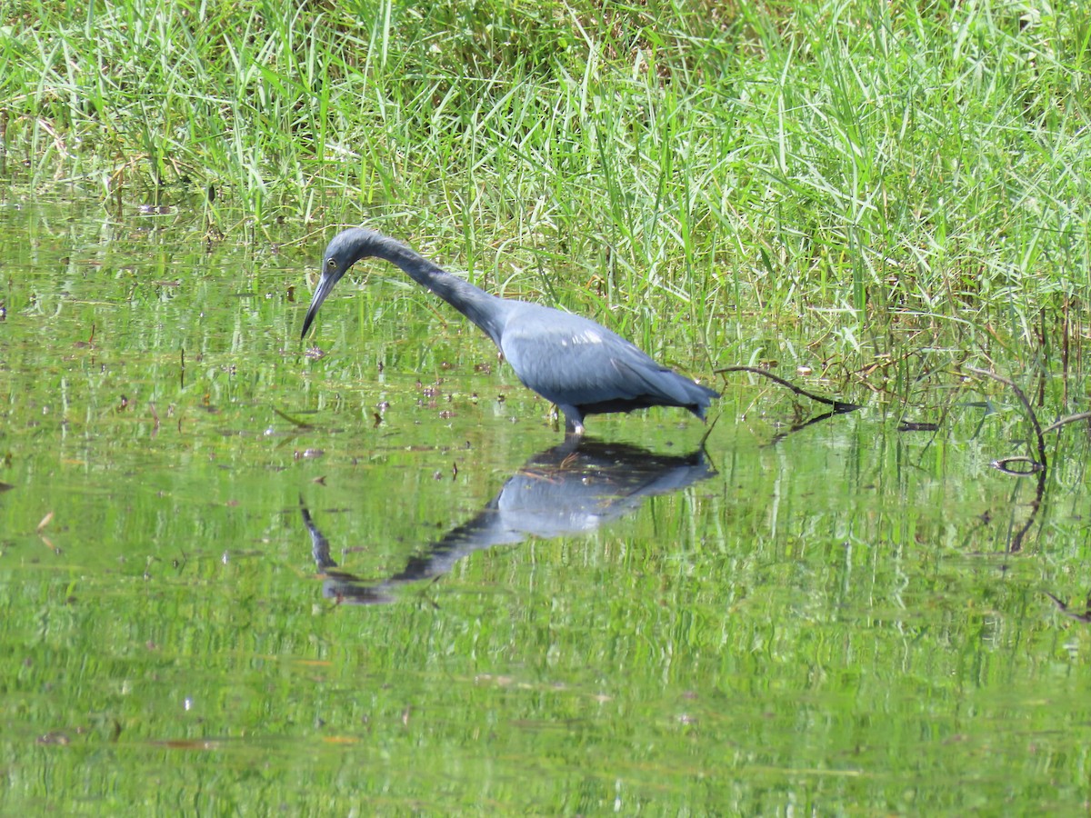 Little Blue Heron - ML641019711