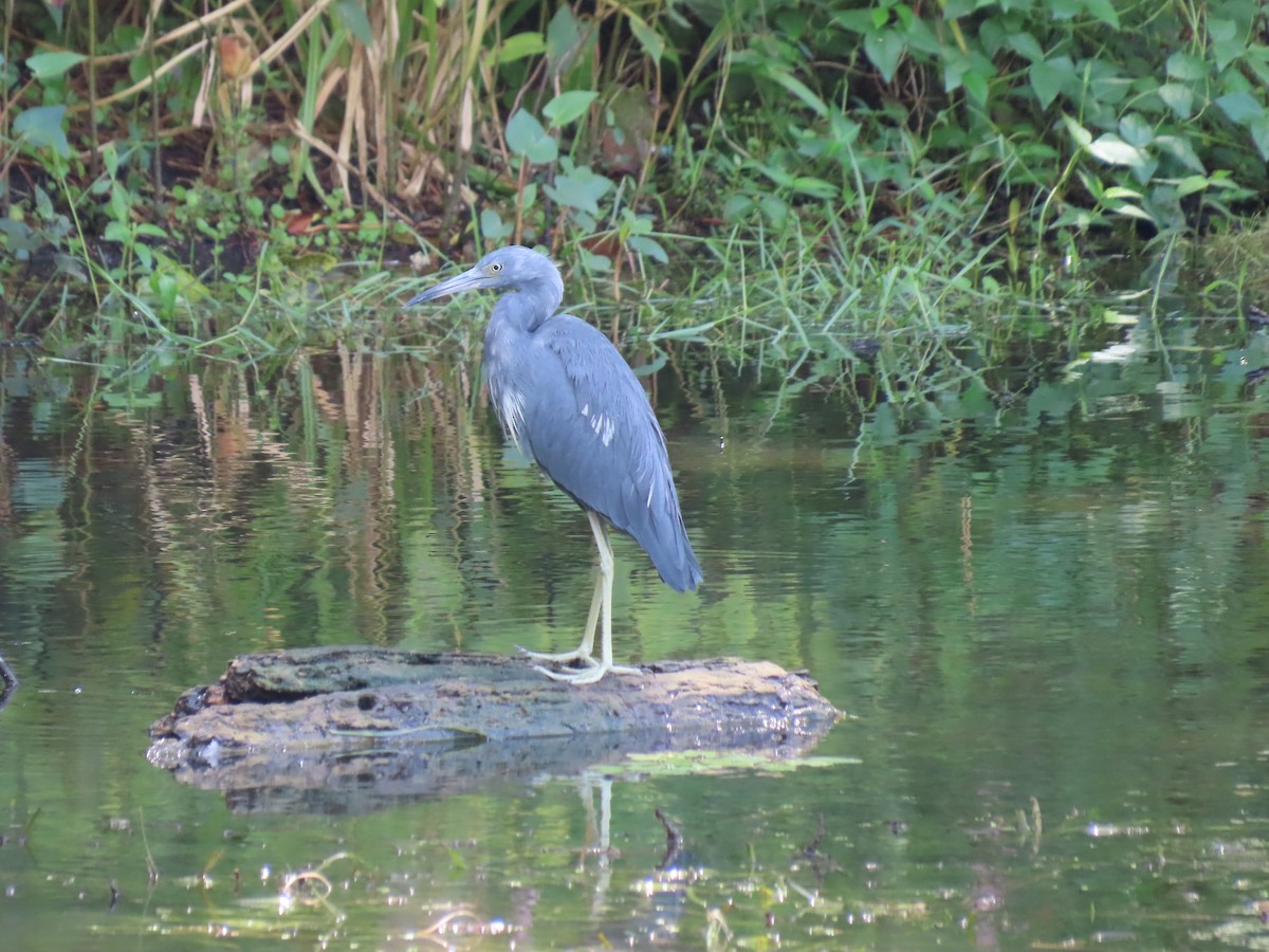 Little Blue Heron - ML641019712