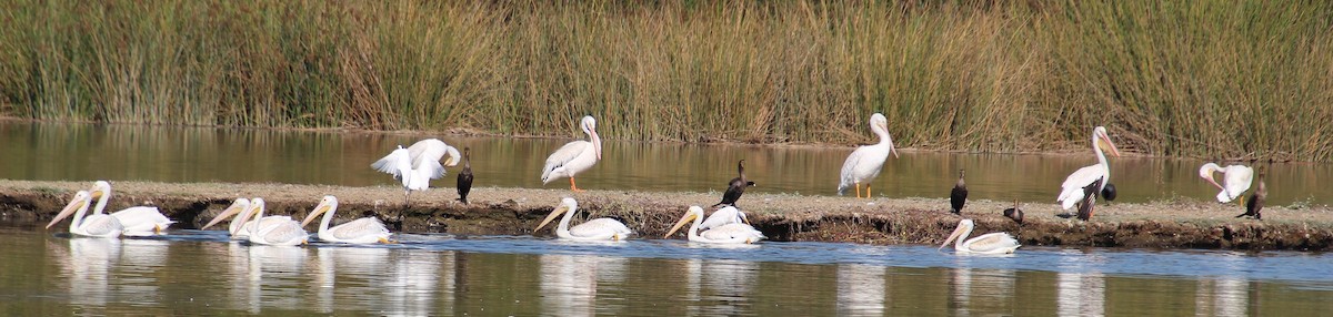 American White Pelican - ML641019727