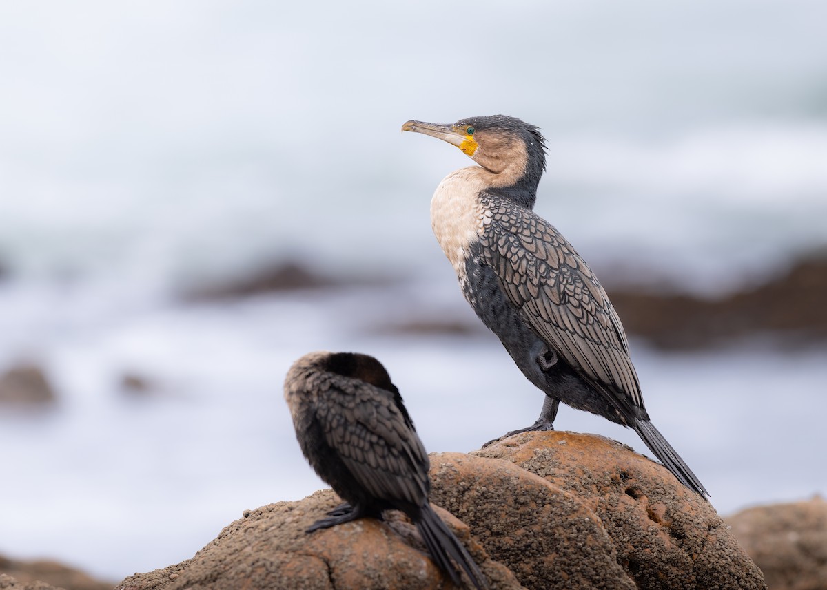 Great Cormorant - ML641019761