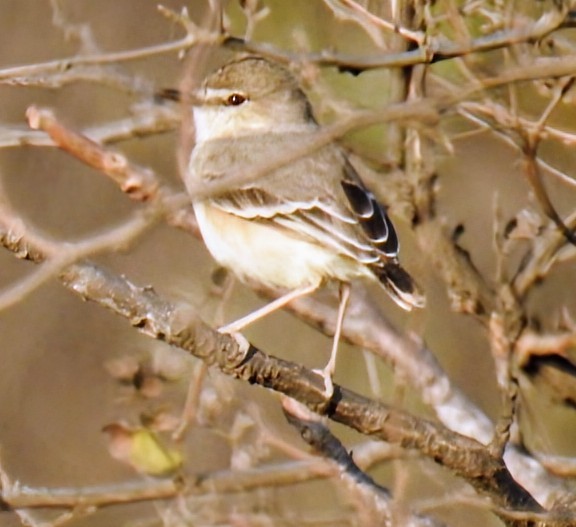 Short-tailed Field Tyrant - ML641019776