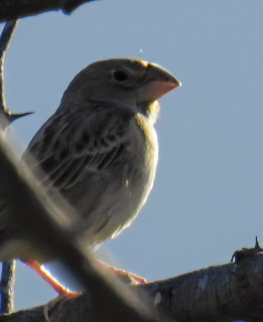 Parrot-billed Seedeater - ML641019787