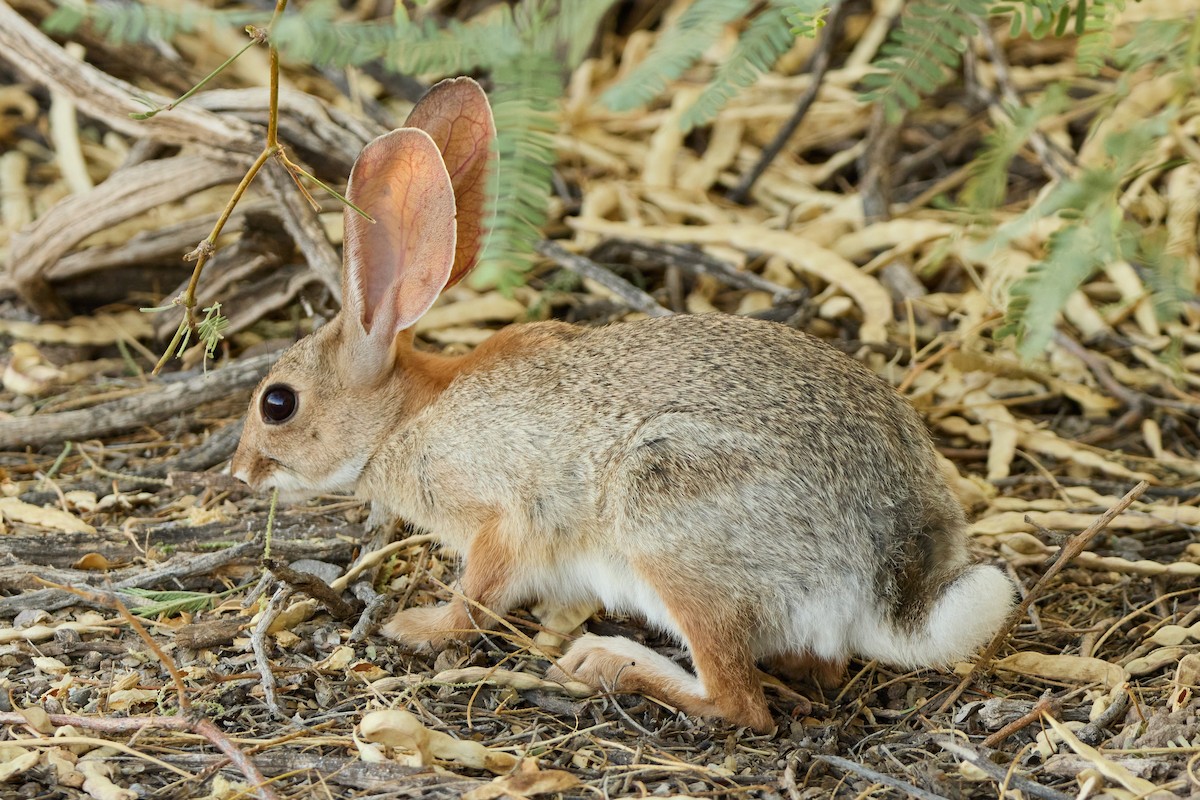Desert Cottontail - ML641019808