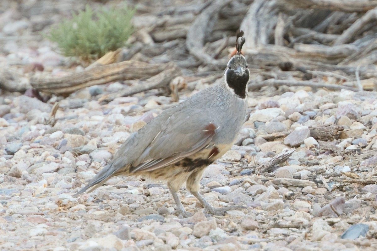 Gambel's Quail - ML641019842