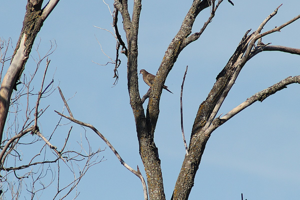 Mourning Dove - ML641019845