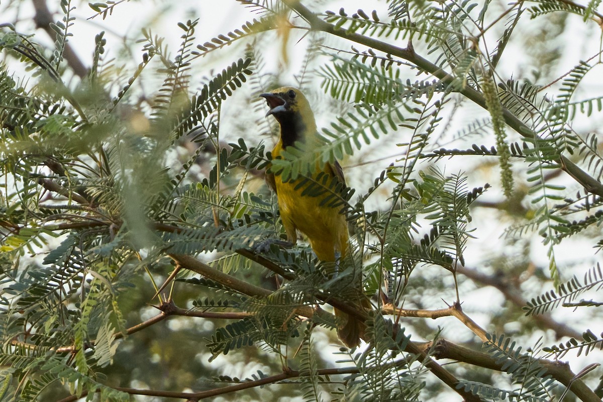Hooded Oriole - ML641019850