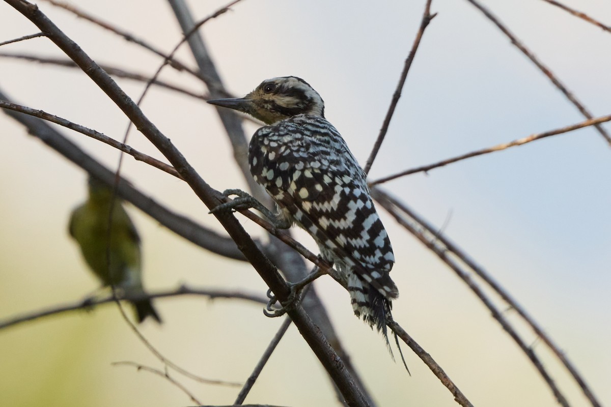 Ladder-backed Woodpecker - ML641019860