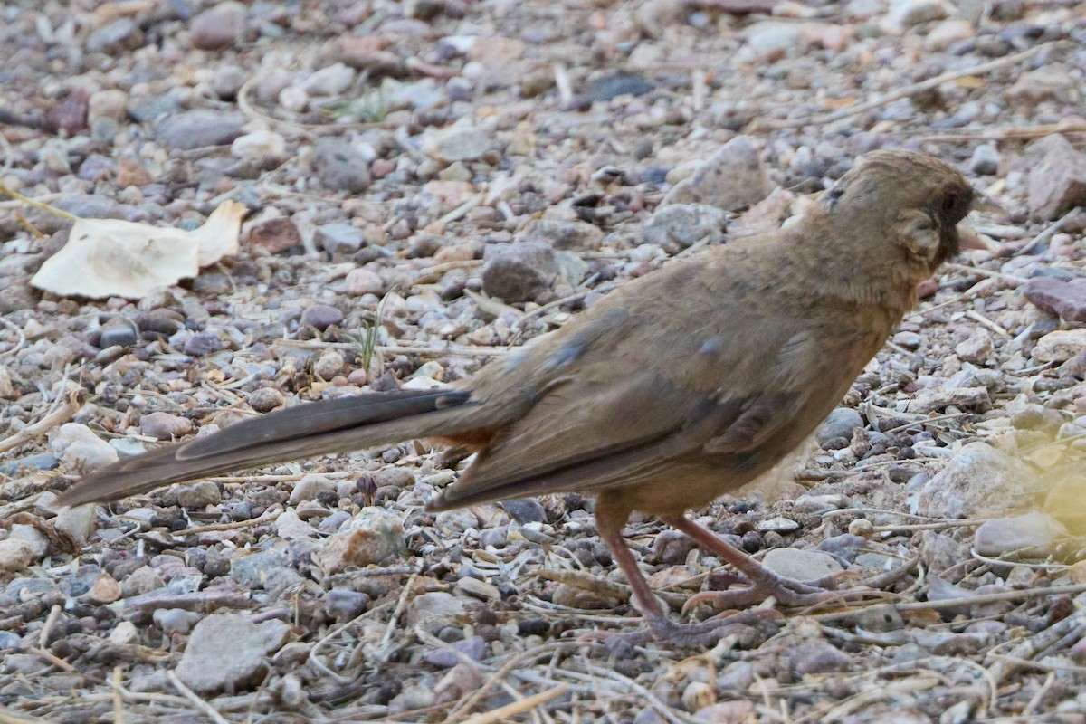 Abert's Towhee - ML641019871