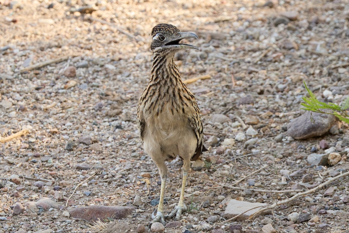 Greater Roadrunner - ML641019873