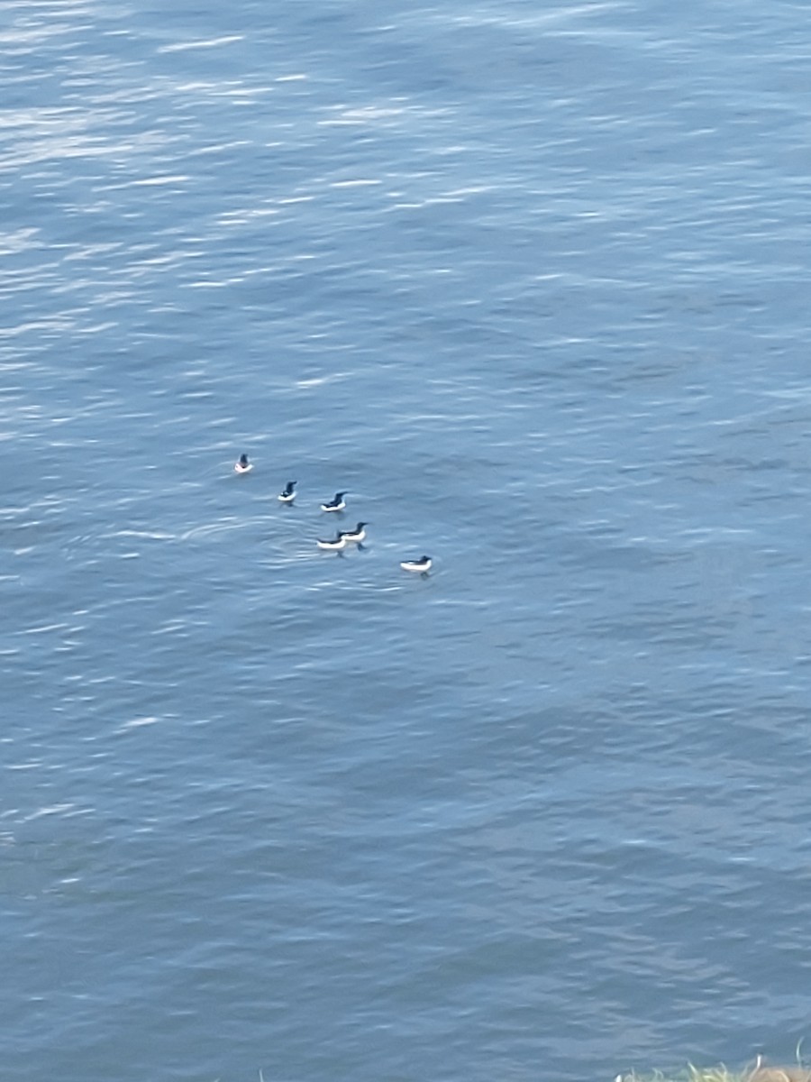 Razorbill - ML641019890