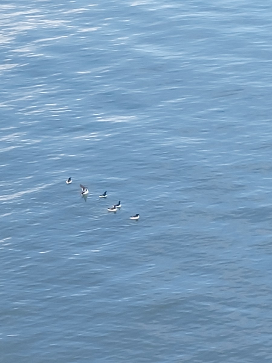 Razorbill - ML641019891