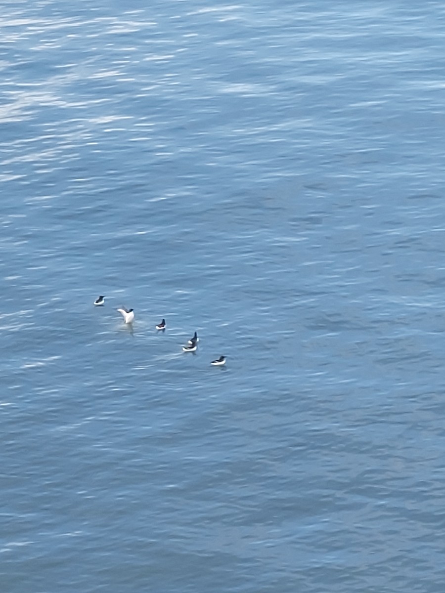 Razorbill - ML641019892