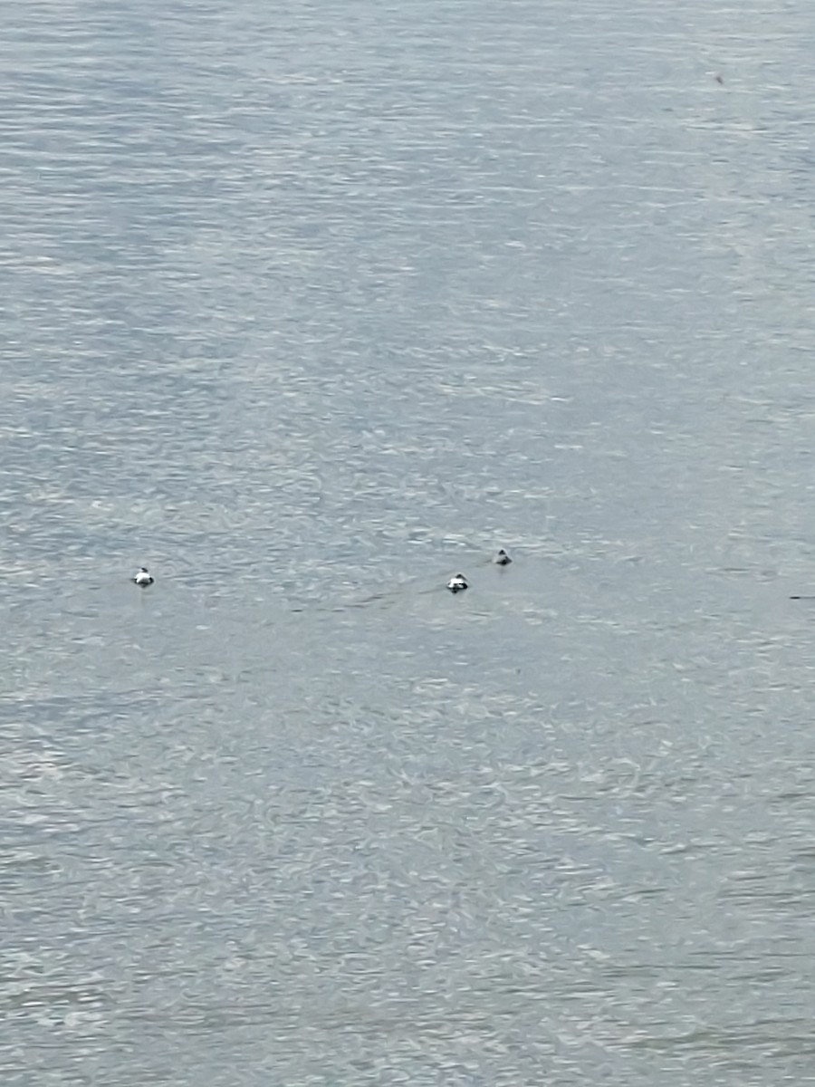 Common Eider - ML641019918
