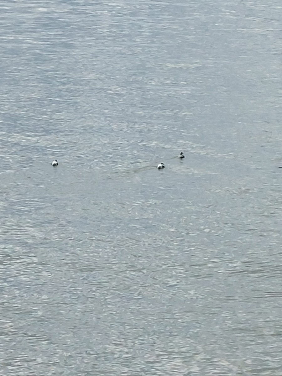 Common Eider - ML641019919