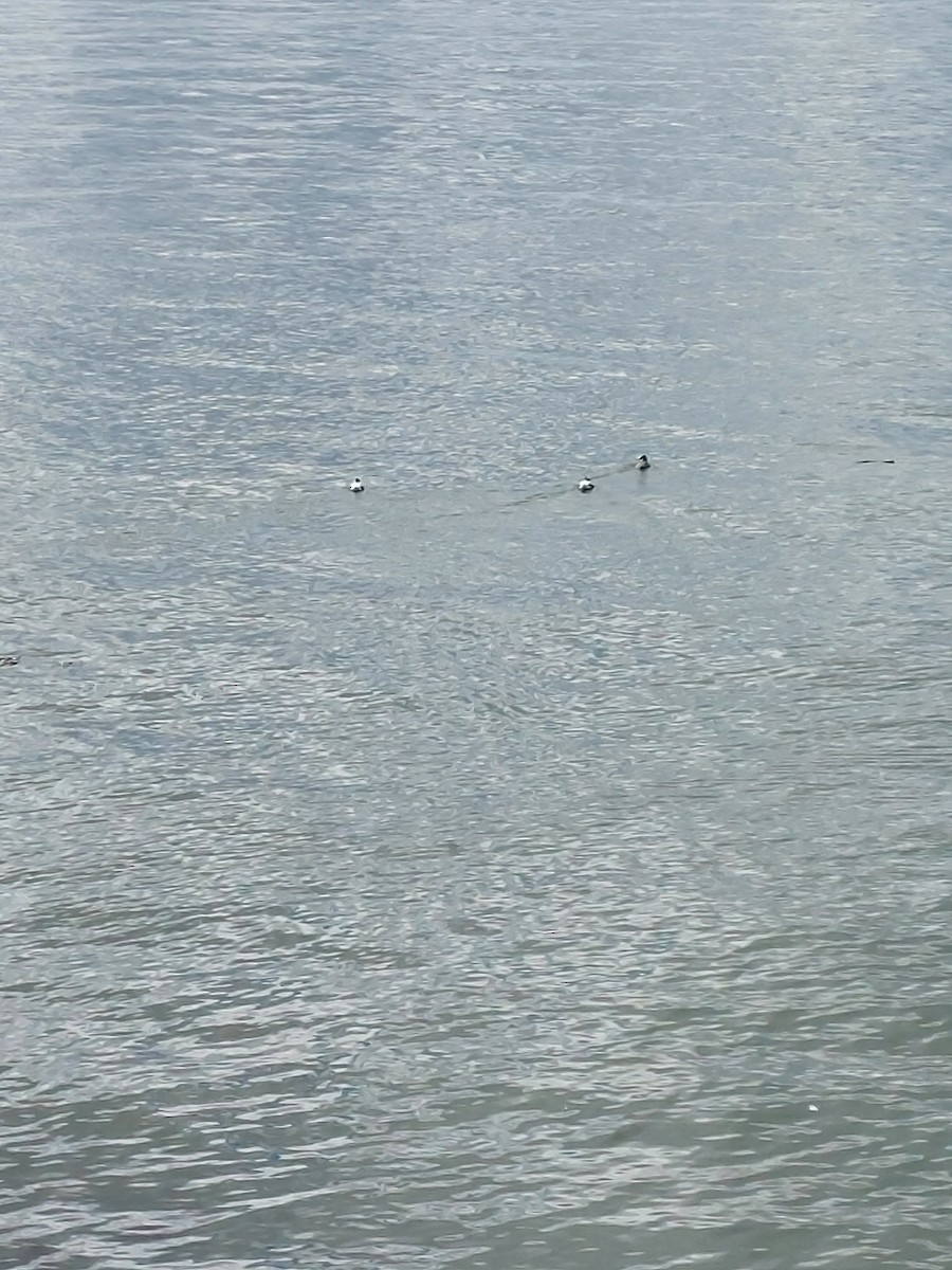 Common Eider - ML641019920