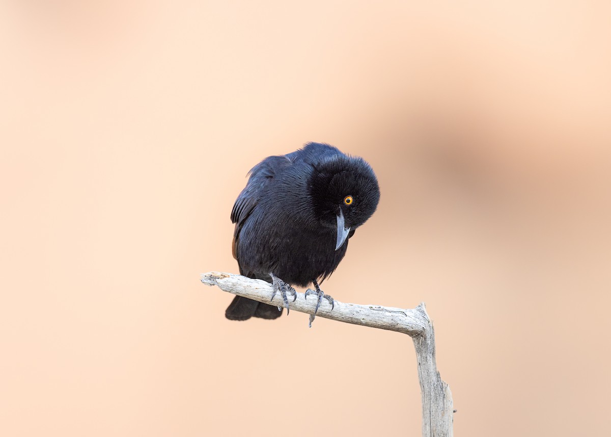 Pale-winged Starling - ML641019921